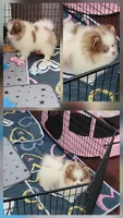 Akc, a male Pomeranian for sale in Cedar Bluff, AL – 1 of 2
