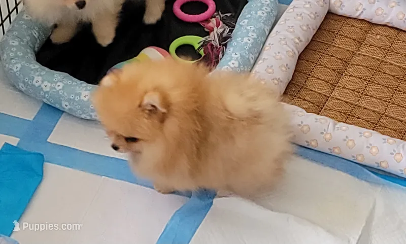 Akc – Pomeranian puppy for sale in Cedar Bluff, AL