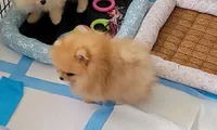 Akc, a male Pomeranian for sale in Cedar Bluff, AL – 1 of 2