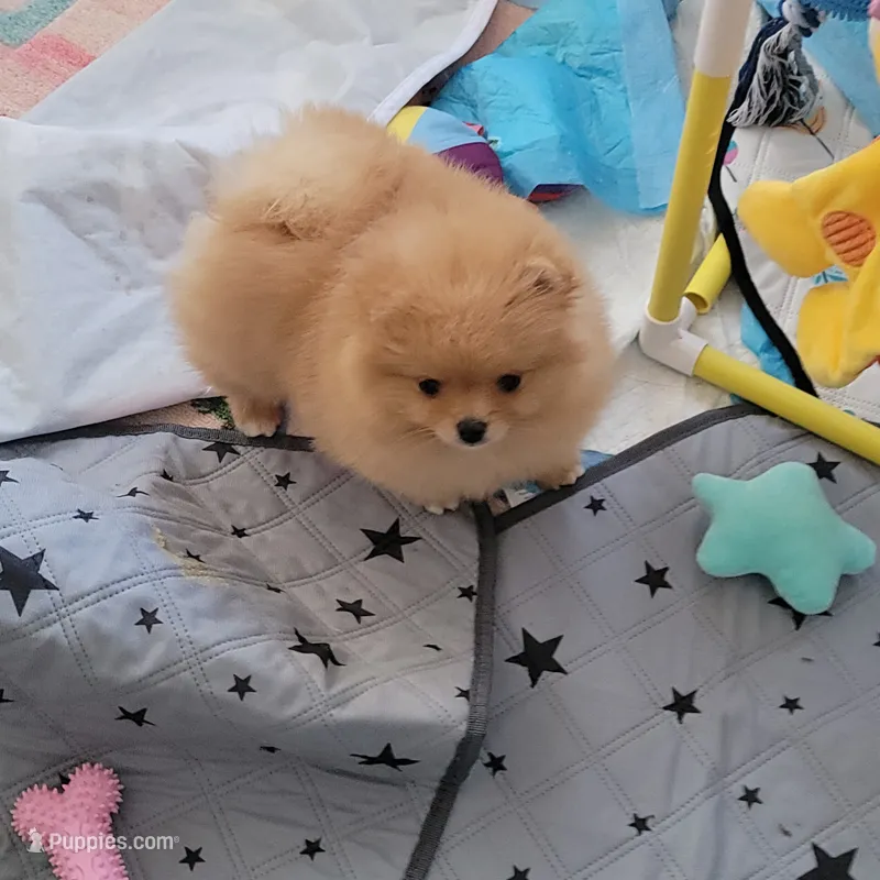 Cream girl – Pomeranian puppy for sale in Cedar Bluff, AL