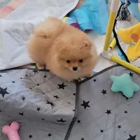 Cream girl, a female Pomeranian for sale in Cedar Bluff, AL – 1 of 2
