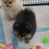 AKC Louie Vuitton , a male Pomeranian for sale in Cedar Bluff, AL – Photo 3 of 4