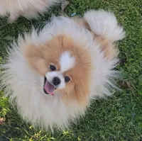 AKC Louie Vuitton , a male Pomeranian for sale in Cedar Bluff, AL – Photo 4 of 4