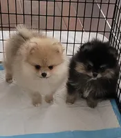 AKC Louie Vuitton , a male Pomeranian for sale in Cedar Bluff, AL – Photo 2 of 4