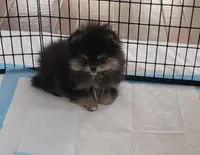 AKC Louie Vuitton , a male Pomeranian for sale in Cedar Bluff, AL – Photo 1 of 4