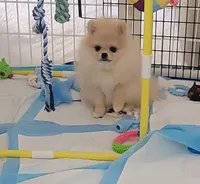 Akc  , a male Pomeranian for sale in Cedar Bluff, AL – 3 of 3