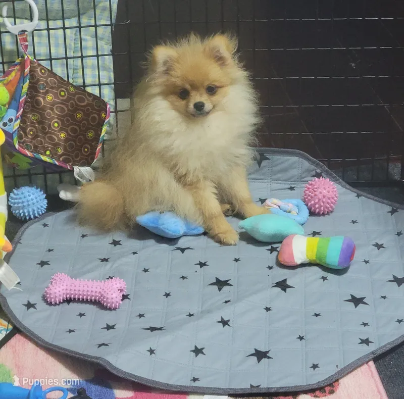 Akc – Pomeranian puppy for sale in Cedar Bluff, AL