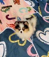 Akc Fienfi, a female Pomeranian for sale in Cedar Bluff, AL – 2 of 2