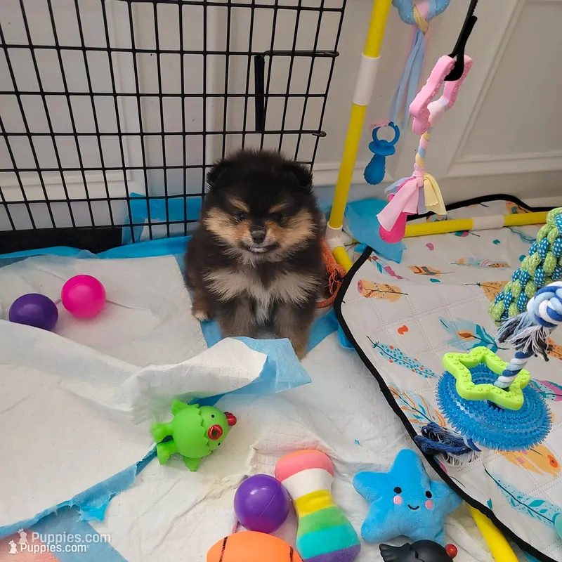 Black/tan boy – Pomeranian puppy for sale in Cedar Bluff, AL