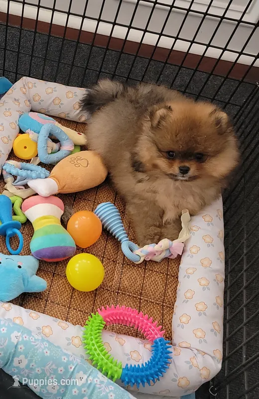BEAR – Pomeranian puppy for sale in Cedar Bluff, AL