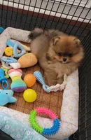BEAR, a male Pomeranian for sale in Cedar Bluff, AL – 1 of 1