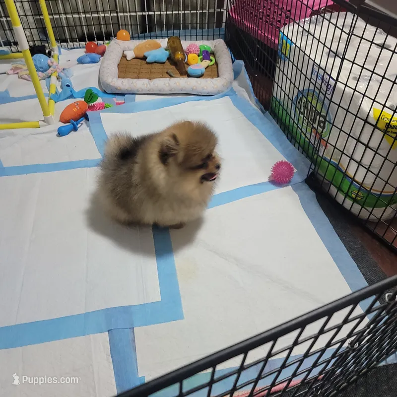 BEAR – Pomeranian puppy for sale in Cedar Bluff, AL