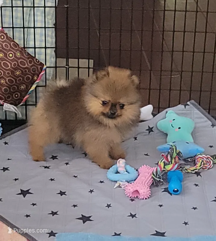 AKC DEE DEE  – Pomeranian puppy for sale in Cedar Bluff, AL