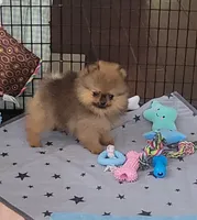 AKC DEE DEE , a female Pomeranian for sale in Cedar Bluff, AL – 1 of 3