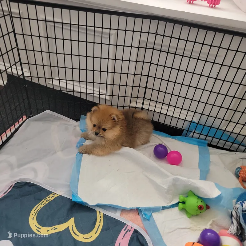 Orange boy  – Pomeranian puppy for sale in Cedar Bluff, AL