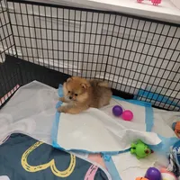 Orange boy , a male Pomeranian for sale in Cedar Bluff, AL – 1 of 1