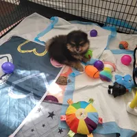 AkcBOGIE, a male Pomeranian for sale in Cedar Bluff, AL – 1 of 1