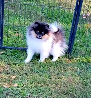 AKC TRI BOY, a male Pomeranian for sale in Cedar Bluff, AL – 3 of 5