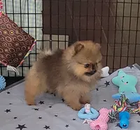 AKC DEE DEE , a female Pomeranian for sale in Cedar Bluff, AL – 3 of 3