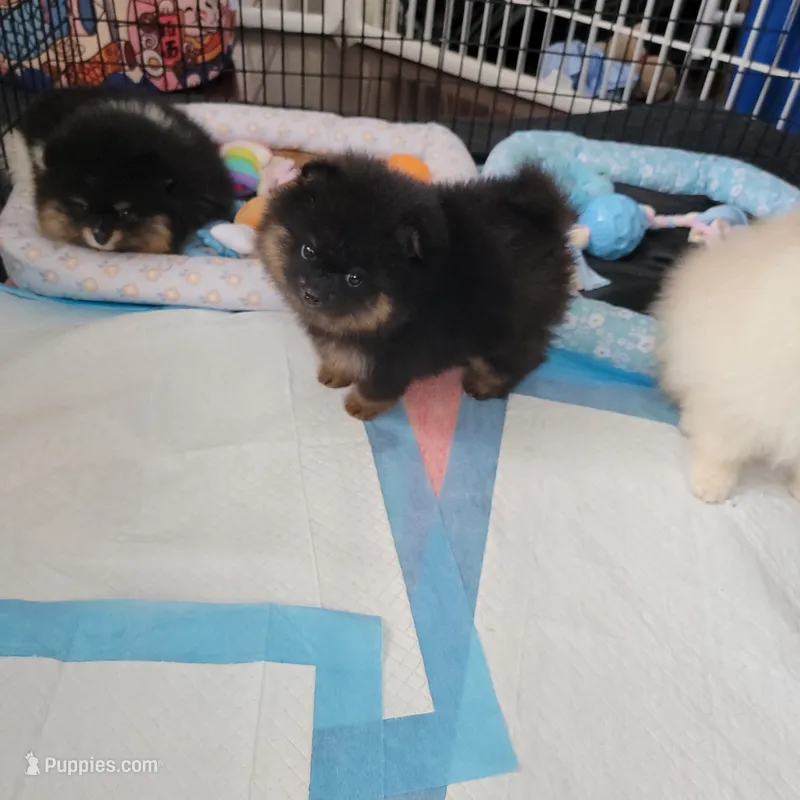 AKC Lily – Pomeranian puppy for sale in Cedar Bluff, AL