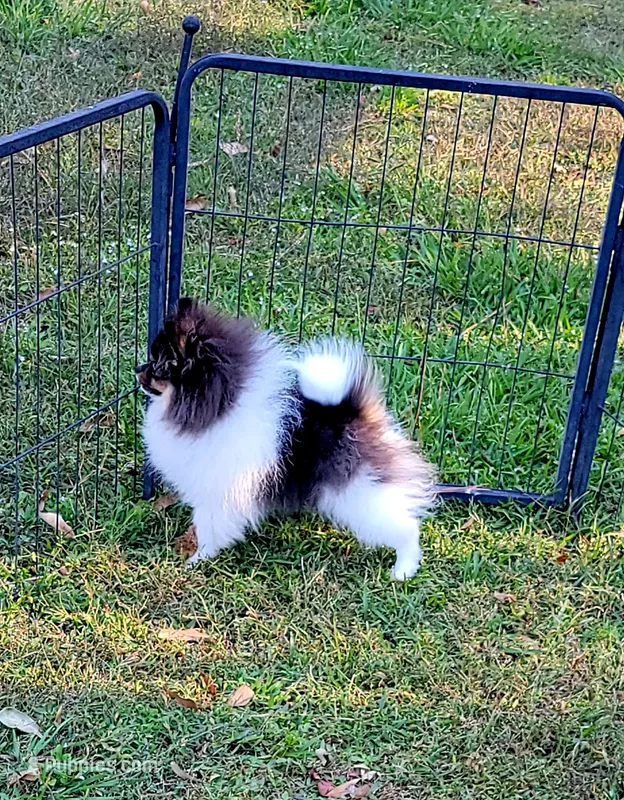 AKC TRI BOY – Pomeranian puppy for sale in Cedar Bluff, AL