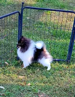 AKC TRI BOY, a male Pomeranian for sale in Cedar Bluff, AL – 1 of 5