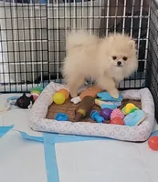 Akc  , a male Pomeranian for sale in Cedar Bluff, AL – 2 of 3
