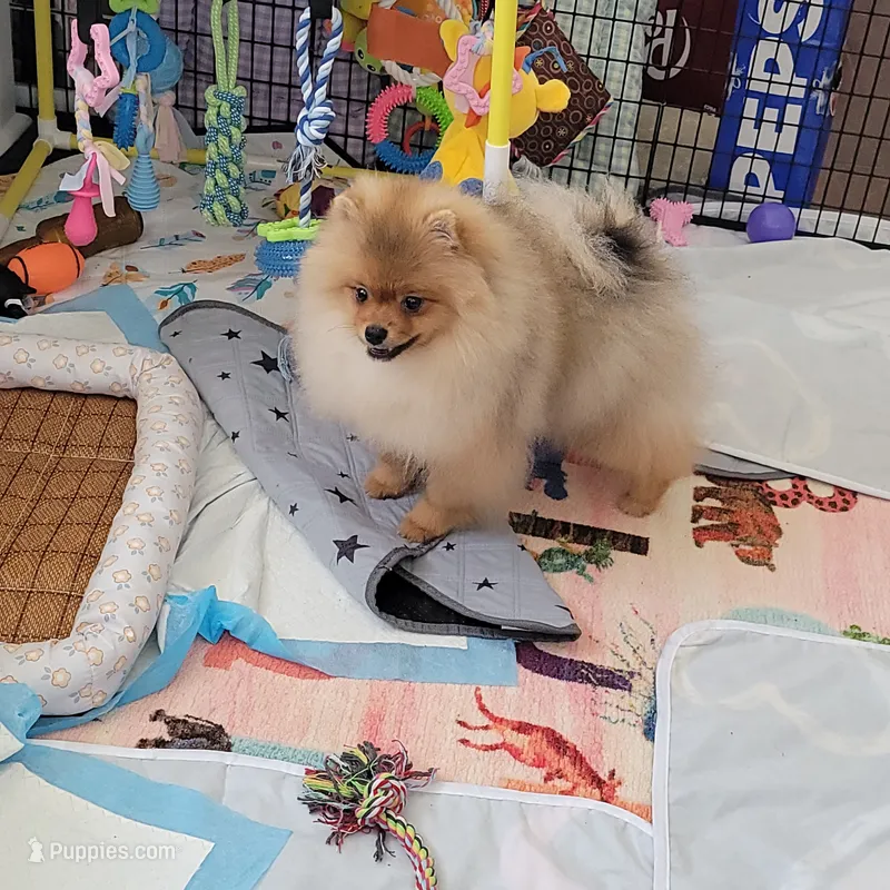 Akc Teddy  – Pomeranian puppy for sale in Cedar Bluff, AL