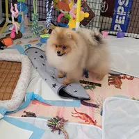 Akc Teddy , a male Pomeranian for sale in Cedar Bluff, AL – 1 of 3