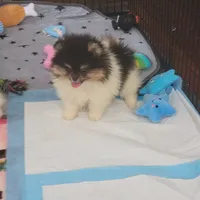 Akc Gizmo , a male Pomeranian for sale in Cedar Bluff, AL – 2 of 2