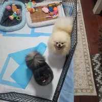 Akc Tory, a female Pomeranian for sale in Cedar Bluff, AL – 2 of 2