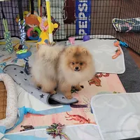 Akc Teddy , a male Pomeranian for sale in Cedar Bluff, AL – 2 of 3