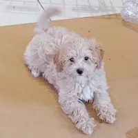 Honey , a female Maltipoo for sale in Houston, TX – Photo 1 of 2