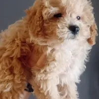 Honey , a female Maltipoo for sale in Houston, TX – Photo 2 of 2