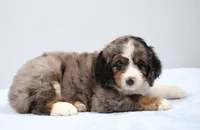 Felix , a male Miniature Bernedoodle for sale in Livingston, WI – 7 of 10