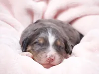 Jody, a female Miniature Bernedoodle for sale in Livingston, WI – 2 of 3
