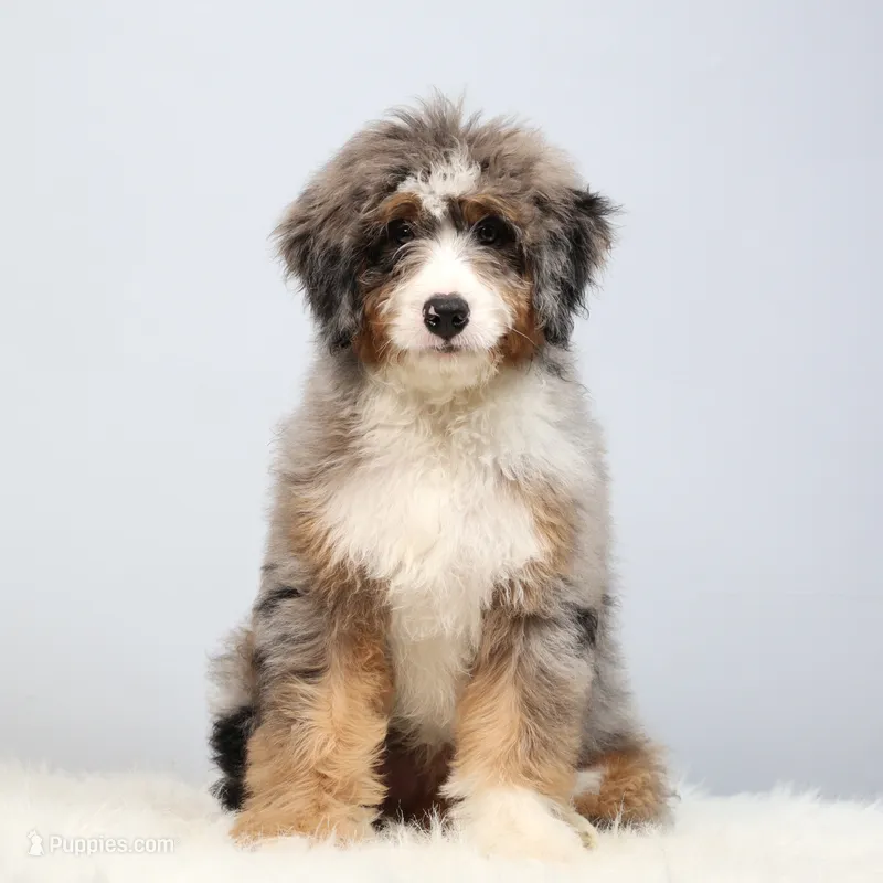 Fido – Miniature Bernedoodle puppy for sale in Livingston, WI