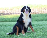 Flora , a female Miniature Bernedoodle for sale in Livingston, WI – 6 of 6
