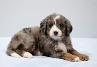 Finn, a male Miniature Bernedoodle for sale in Livingston, WI – 4 of 10