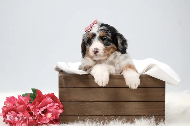 Callie – Miniature Bernedoodle puppy for sale in Livingston, WI