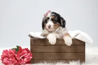 Callie, a female Miniature Bernedoodle for sale in Livingston, WI – 1 of 10