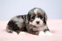 Flora , a female Miniature Bernedoodle for sale in Livingston, WI – 2 of 10