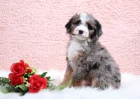 processed/4711aae3-09ea-47e0-836b-28b574937e82/listing/0686f996-1a14-45c1-b7f5-876684303d8a/0495e6fd-4530-4c12-87f6-3ed7902ba1e8