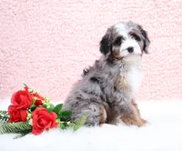 processed/4711aae3-09ea-47e0-836b-28b574937e82/listing/0686f996-1a14-45c1-b7f5-876684303d8a/c5d4ef04-cbe6-4bb0-a5a4-6d7364c3bab6