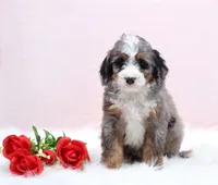 processed/4711aae3-09ea-47e0-836b-28b574937e82/listing/0686f996-1a14-45c1-b7f5-876684303d8a/d155f049-9a6c-4424-a571-9a522d4b7143