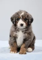 Finn, a male Miniature Bernedoodle for sale in Livingston, WI – 3 of 10