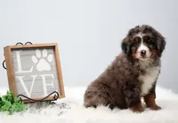 Carter , a male Miniature Bernedoodle for sale in Livingston, WI – 3 of 10