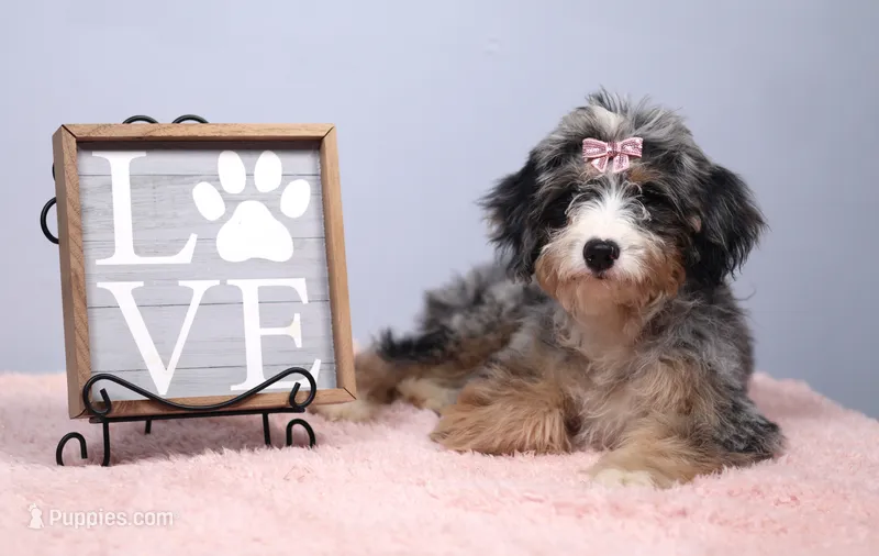 Fern – Miniature Bernedoodle puppy for sale in Livingston, WI
