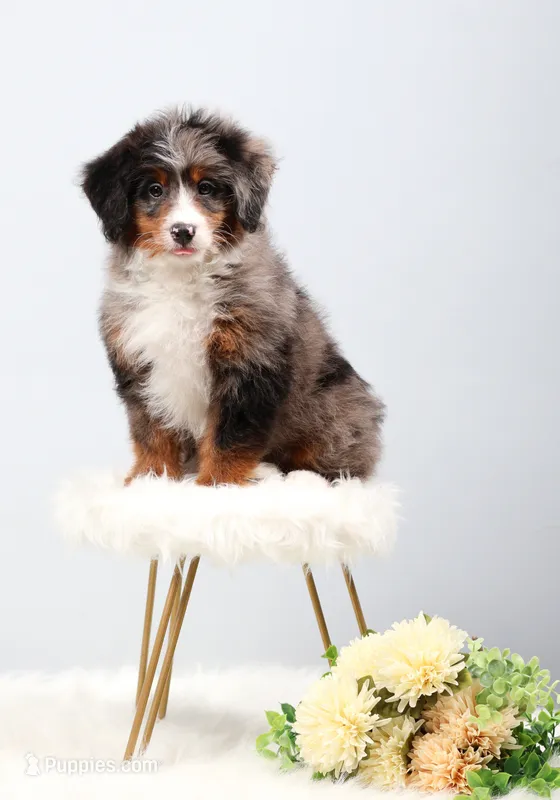 Cherish  – Miniature Bernedoodle puppy for sale in Livingston, WI