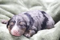 Jaxon , a male Miniature Bernedoodle for sale in Livingston, WI – 3 of 3